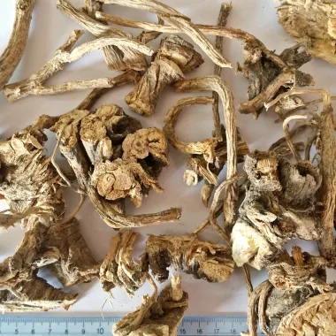 Wild Angelica (Angelica sylvestris L.)