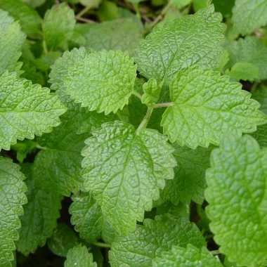Маточина (Lemon Balm, Melissa officinalis L.) - сушен лист и стрък