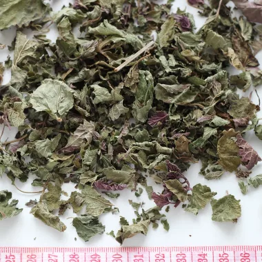 Маточина (Lemon Balm, Melissa officinalis L.)