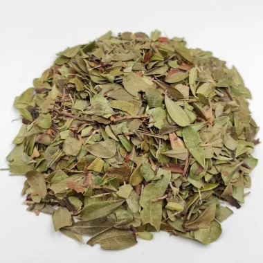 Мечо грозде (Bearberry, Arctostaphylos uva-ursi (L.) Spreng.)