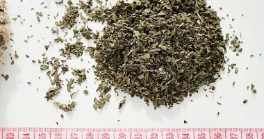 Peppermint (Mentha × piperita L.)