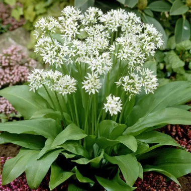 Левурда (Wild Garlic, Allium ursinum L.) - сушен лист и стрък