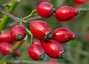 Dog Rose / Rosehip (Rosa canina L.)