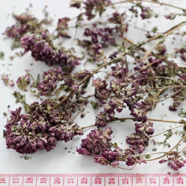 Oregano (Origanum vulgare L.)
