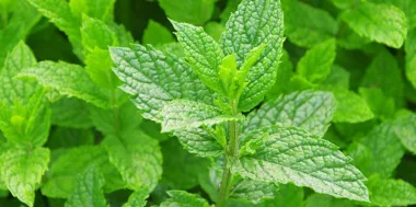 Peppermint (Mentha × piperita L.)