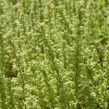 Огниче (Jerusalem Oak, Dysphania botrys (L.) Mosyakin & Clemants)