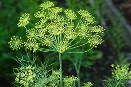 Копър (Dill, Anethum graveolens L.)