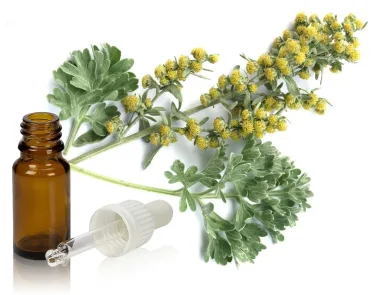 Етерично масло от пелин / Sweet Wormwood Essential Oil (Artemisia annua L.)