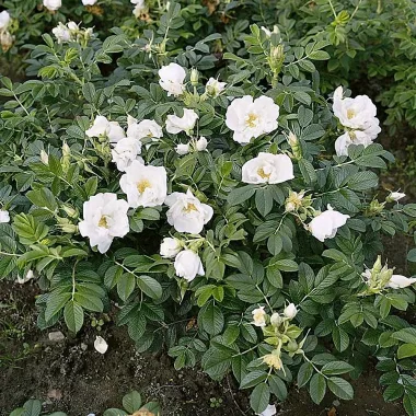 White Oil-Bearing Rose (Rosa × alba L.)