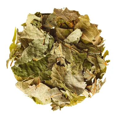 Бяла бреза (Birch, Betula pendula Roth)