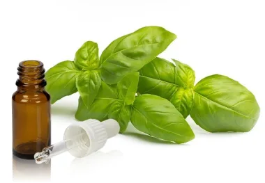 Basil Essential Oil (Ocimum basilicum L.)