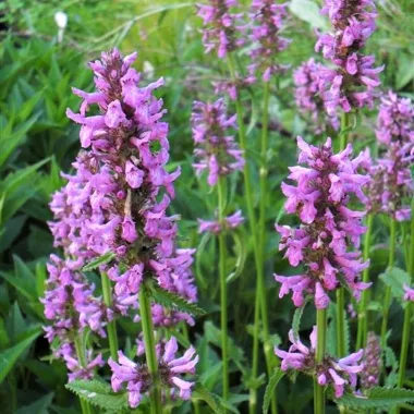 Ранилист (Betony, Betonica officinalis L.)