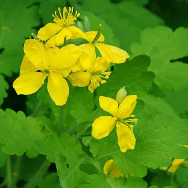 Змийско мляко (Greater Celandine, Chelidonium majus L.)