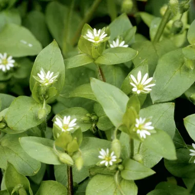 Chickweed (Stellaria media)