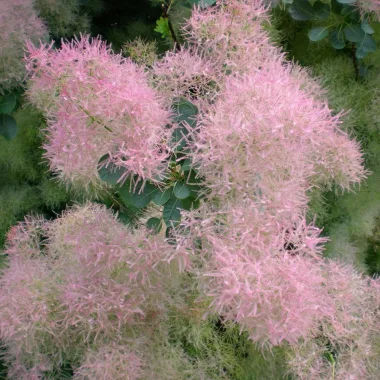 Smoke Tree (Cotinus coggygria Scop.)