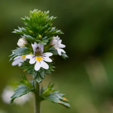 Eyebright (Euphrasia officinalis L.)