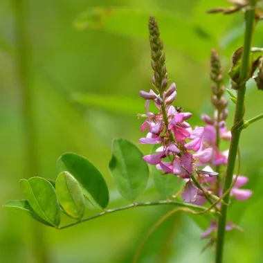 Жаблек (Goat’s Rue, Galega officinalis L.)