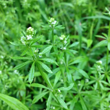 Лепка (Cleavers, Galium aparine L.)