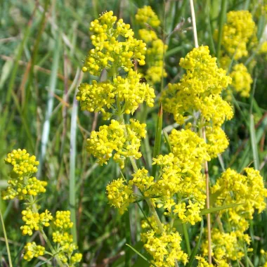 Еньовче (Lady’s Bedstraw, Galium verum L.)
