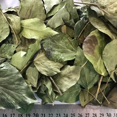 Бръшлян (Ivy, Hedera helix L.)