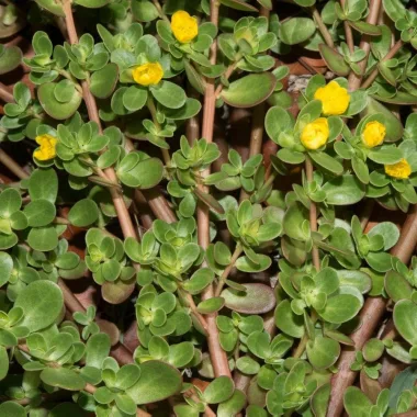Голо изсипливче (Rupturewort, Herniaria glabra L.)