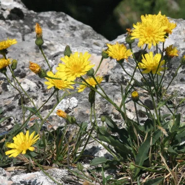Mouse-ear Hawkweed (Hieracium pilosella L.) - Dried aerial parts (herb)