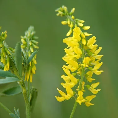 Жълта комунига (Yellow Sweet Clover, Melilotus officinalis (L.) Lam.)