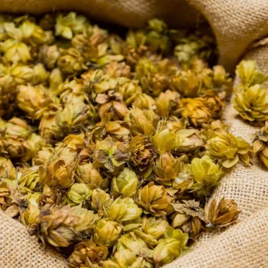 Common Hop (Humulus lupulus L.)