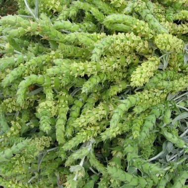 Mursal Tea (Sideritis scardica Griseb.)