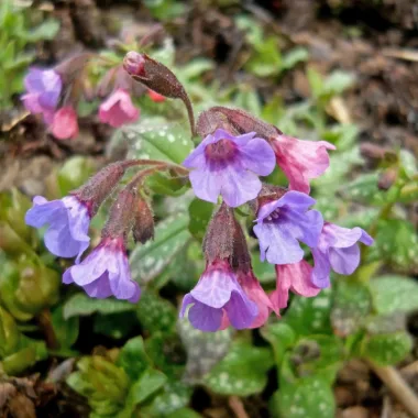 Медуница (Lungwort, Pulmonaria officinalis L.) - сушен лист