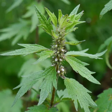 Motherwort (Leonurus cardiaca L.) - Dried aerial part (herb)