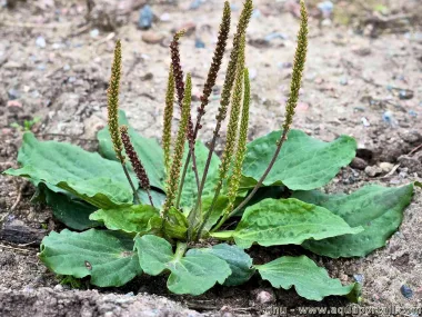 Broadleaf Plantain (Plantago major L.) - Dried leaves