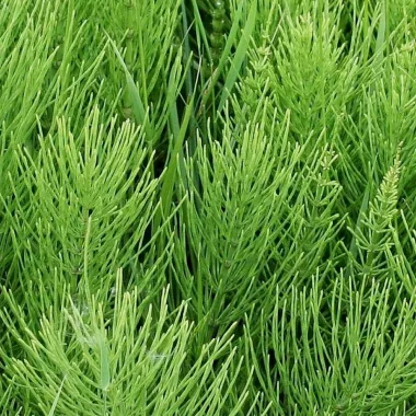 Полски хвощ (Field Horsetail, Equisetum arvense L.)