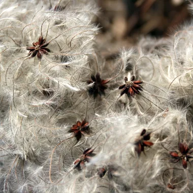 Обикновен повет (Traveller’s Joy, Clematis vitalba L.)