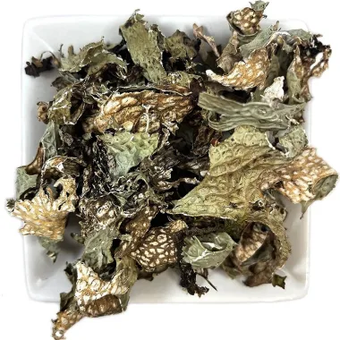Медуница (Lungwort, Pulmonaria officinalis L.)