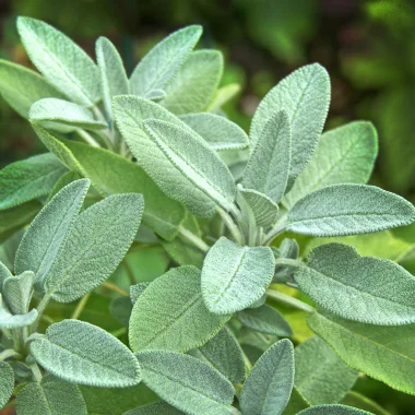 Градински чай (Sage, Salvia officinalis L.)