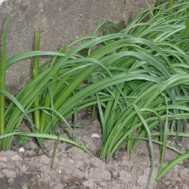 Bulgarian Honey Garlic, Nectaroscordum siculum subsp. bulgaricum)