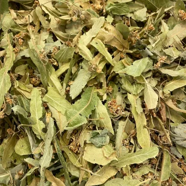 Silver Linden (Tilia tomentosa Moench)