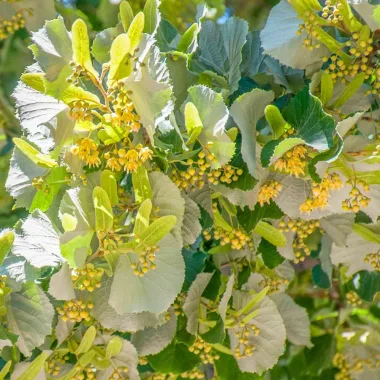 Silver Linden (Tilia tomentosa Moench)