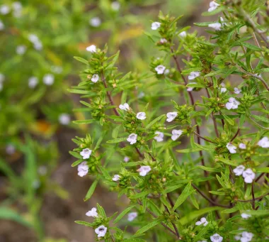 Градинска чубрица (Summer Savory, Satureja hortensis L.)
