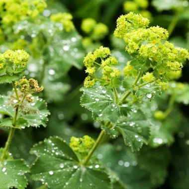 Цариче (Lady's Mantle, Alchemilla vulgaris L.)
