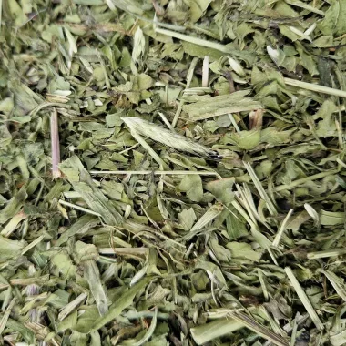 Теснолист живовляк (Ribwort Plantain, Plantago lanceolata L.)