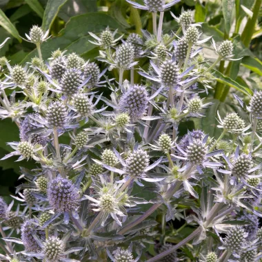 Ветрогон (Field Eryngo, Eryngium campestre L.)