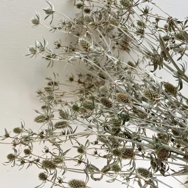 Ветрогон (Field Eryngo, Eryngium campestre L.)