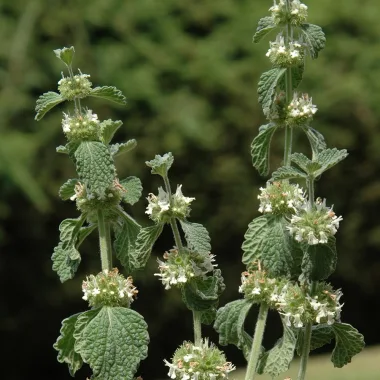 White Horehound (Marrubium vulgare L.)