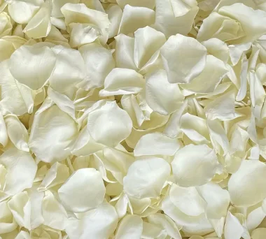 White Oil-Bearing Rose (Rosa × alba L.)