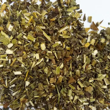 Ранилист (Betony, Betonica officinalis L.)