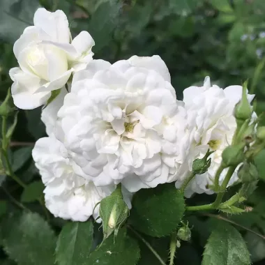 White Oil-Bearing Rose (Rosa × alba L.)