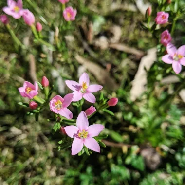 Червен кантарион (Common Centaury, Centaurium erythraea Rafn.)