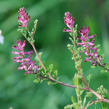 Fumitory (Fumaria officinalis L.) - Dried aerial parts (Herba Fumariae)